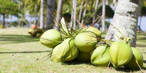 ココナッツの効能と役割